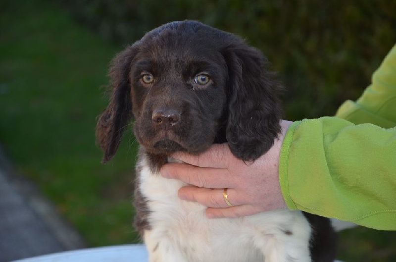 Chiots Hélice 2015