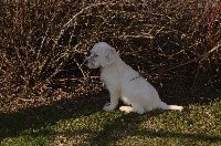 Olly de l'Echo des Montaines