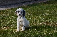Onyx de l'Echo des Montaines 